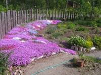 庭の花達 2012/05/31 12:38:55