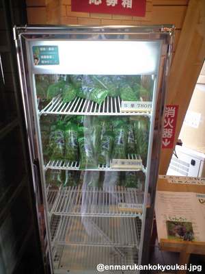 丸瀬布産「じゅんさい」の販売が始まりました