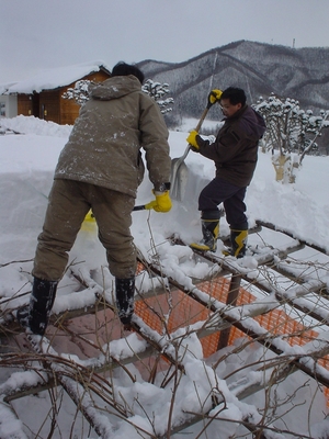 『藤棚』の雪下ろし