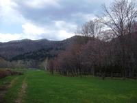 丸瀬布の桜