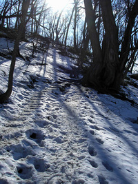 3月下旬の円山 2009/03/29 17:06:31
