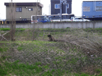 新川のヒグマ 2009/05/02 16:06:49