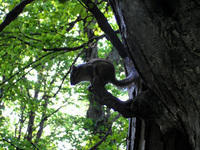 5月下旬の円山 2009/05/25 18:19:49