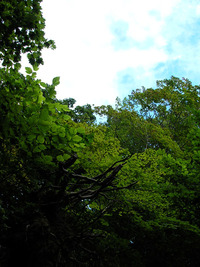 8月中旬の円山 2009/08/14 16:29:23