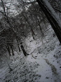 11月下旬の円山 2009/11/28 15:34:20