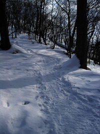 2月初旬の円山 2010/02/01 14:39:01