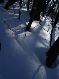 2月下旬の円山 2010/02/23 15:43:32