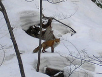 円山のキタキツネ 2010/03/09 16:08:54