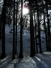 3月中旬の円山（2） 2010/03/19 16:48:57