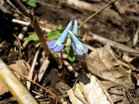 4月上旬の円山（2） 2010/04/08 16:35:36