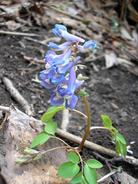 2010年4月に見られた草花 2010/04/30 23:59:00