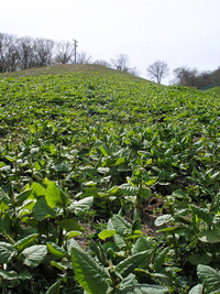荒井山〜大倉山〜奥三角山方面 2010/05/16 23:37:50