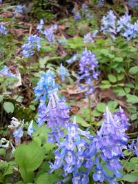 2010年5月に見られた草花 2010/05/25 23:55:59