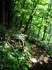 6月上旬の円山 2010/06/08 16:02:43