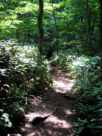 7月中旬の円山 2010/07/21 16:39:22