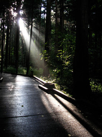 雨上がりの円山公園 2010/08/01 18:59:03