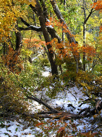 初雪の後の円山 2010/10/28 17:19:41