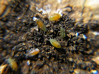 雪虫の子虫 2010/10/29 15:43:13