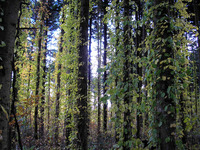 野幌森林公園 2010/11/06 17:36:17