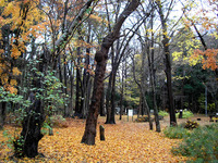 11月中旬の円山＋α 2010/11/11 19:31:10