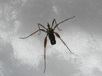3月上旬の円山（2） 2011/03/05 15:38:58