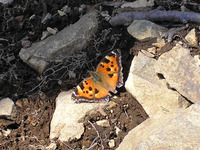 4月上旬の円山（3） 2011/04/06 16:24:52