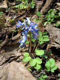 4月中旬の円山 2011/04/11 16:13:40