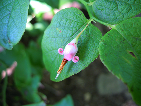 アクシバの花