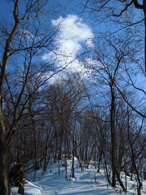 2月中旬の円山