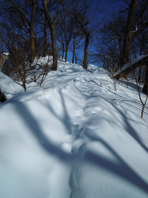 2月下旬の円山