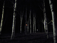 夜の円山公園 2010/11/23 19:16:22