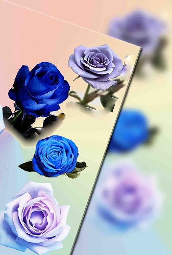 花の不思議（青いバラ）