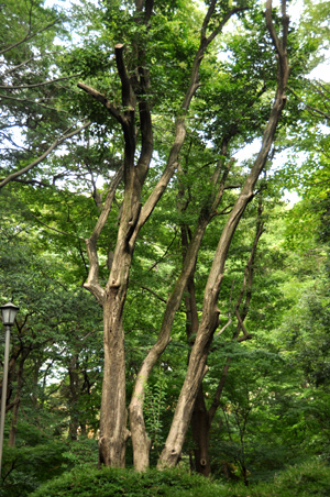 有栖川公園の樹木