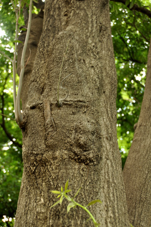 有栖川公園の樹木