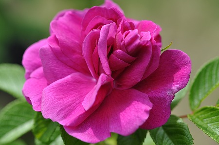 ARK　HILLS　Rose　Garden