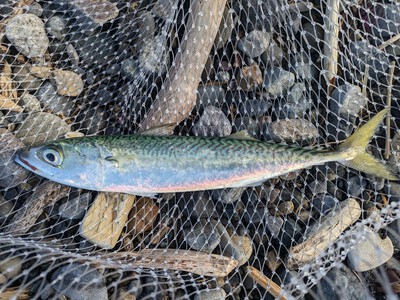 2024年初秋の釣り（道北日本海その2）