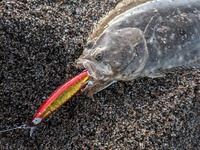 2024年秋の釣り（10月道央日本海）