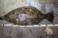 2025年初夏の釣り（道央日本海その1）