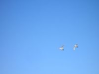 白鳥の飛ぶまち