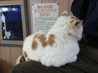 駅猫