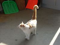駅猫