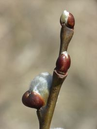 近所で見つけた春