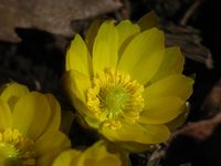 近所で見つけた春