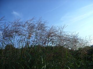 夕方の風は秋の風