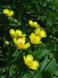 高嶺の花々