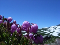 高嶺の花々