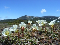 高嶺の花々