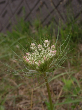 ふちの色がきれい:路傍の花
