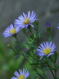 路傍の花たちも秋の花へ