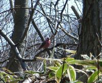 4月17-20日に見た鳥